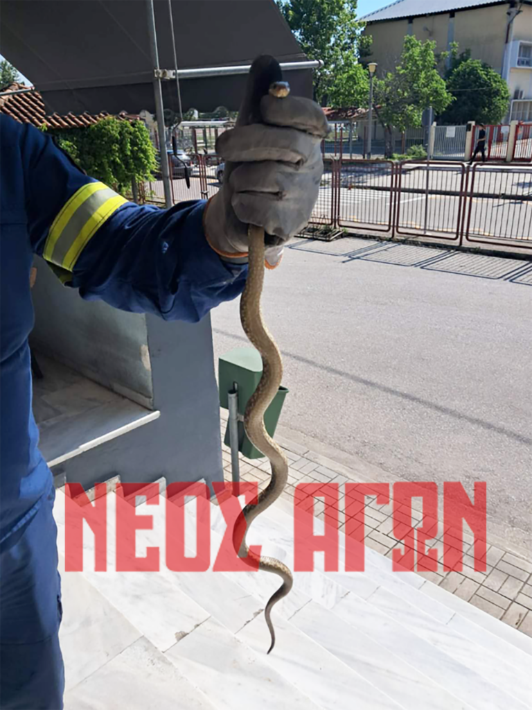 Καρδίτσα: Φίδι σε μπαλκόνι τρίτου  ορόφου, επενέβη η Πυροσβεστική (ΦΩΤΟ)