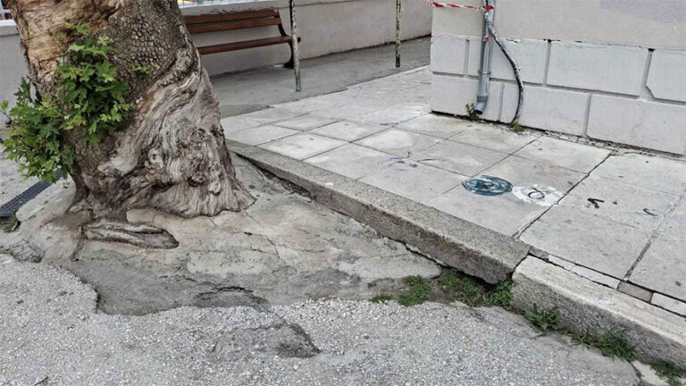 Απόφαση για κοπή ξερού πλατάνου στο 2ο Δημοτικό Σχολείο   καλείται να λάβει η Δημοτική Επιτροπή Καρδίτσας