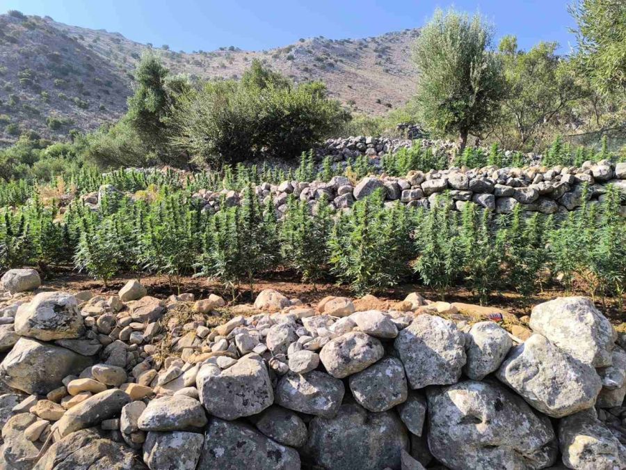 Σπάρτη: Εντοπίστηκε φυτεία κάνναβης με περισσότερα από 2.250 δενδρύλλια