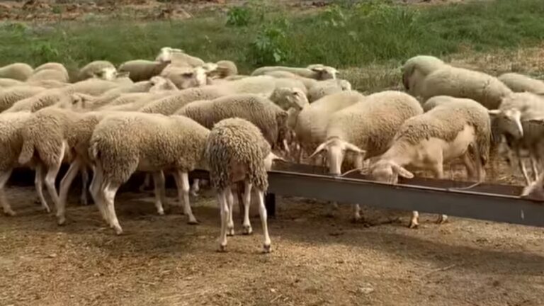 Συλλαλητήριο έξω από τη ΔΕΘ ανακοίνωσαν οι κτηνοτρόφοι της Θεσσαλίας