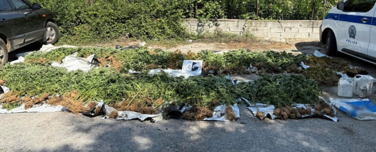 Εντοπίστηκε φυτεία δενδρυλλίων κάνναβης  σε ορεινή και δύσβατη περιοχή της Καρδίτσας (φωτό&βίντεο)