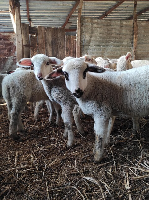 Ξεκινά η εκπαίδευση των κτηνοτρόφων για τη λήψη της συνδεδεμένης ενίσχυσης – Σε λειτουργία η νέα Πλατφόρμα Τηλεκπαίδευσης του ΚΕ.ΚΑ.ΠΙ.Κ. του ΕΛΓΟ – ΔΗΜΗΤΡΑ