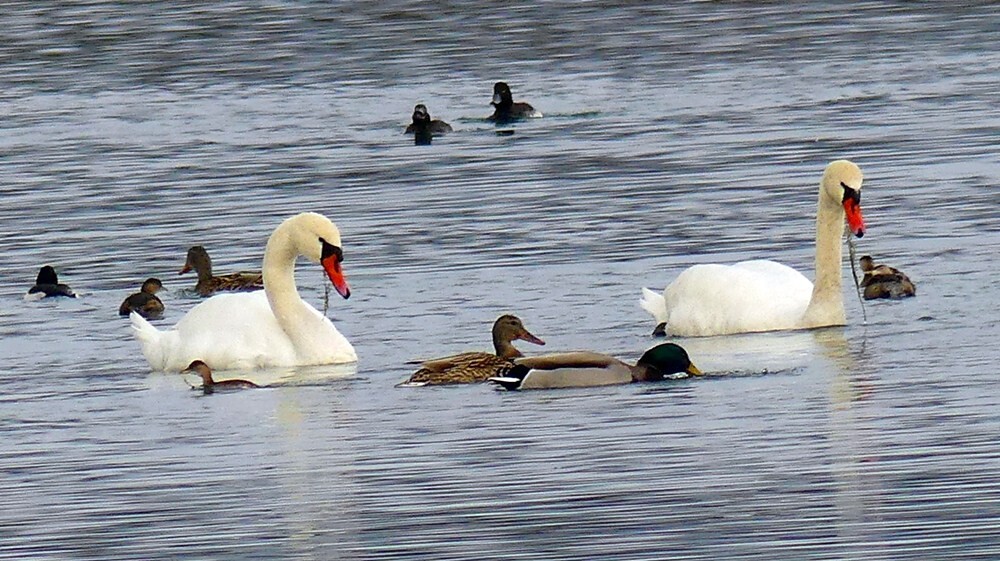 Οι κύκνοι «μαγνήτισαν» τα βλέμματα στη αναρρυθμιστική λίμνη Καρδίτσας