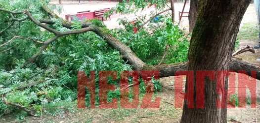 Πτώσεις δέντρων από τους ισχυρούς ανέμους, επενέβη η Πυροσβεστική