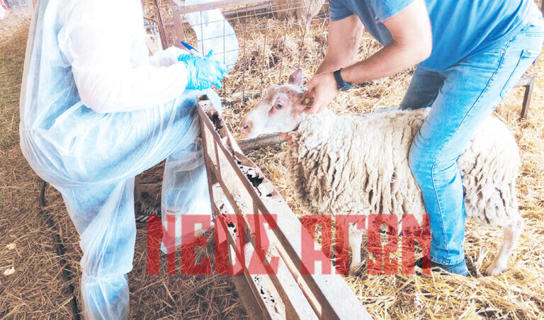 Σχέδιο εθνικής ανασυγκρότησης για την κτηνοτροφία  με νέα Σχέδια Βελτίωσης και εθνικούς πόρους