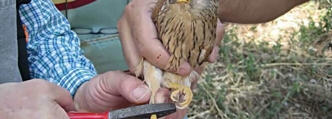 Δασαρχείο Καρδίτσας: Διάσωση δακτυλιωμένου πτηνού της άγριας πανίδας