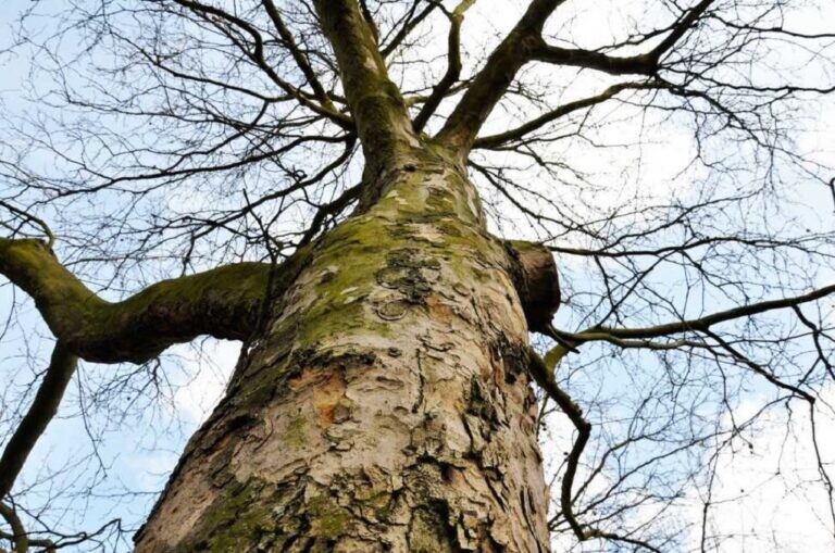 Κρούσμα «καρκίνου» του πλατάνου στο Καροπλέσι