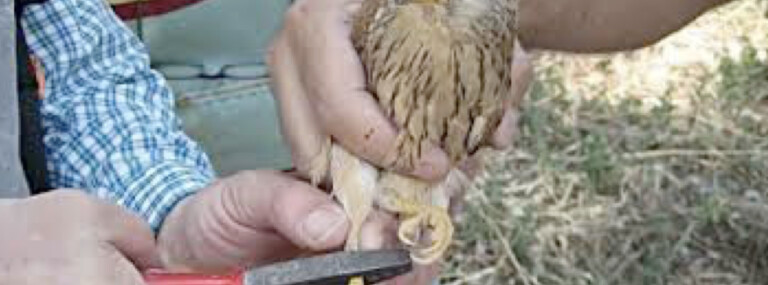 Διάσωση δακτυλιωμένου γερακιού από το Δασαρχείο Καρδίτσας