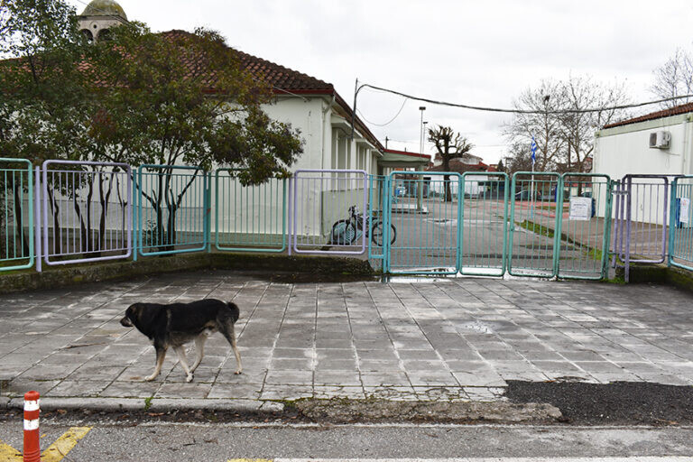 Αδέσποτα σκυλιά στην... πόρτα σχολείου