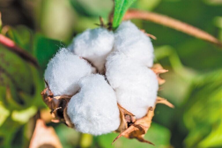 Η Ελλάδα πρωταθλήτρια στο ευρωπαϊκό βαμβάκι