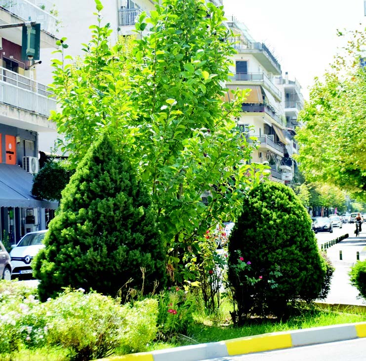 Ερώτηση για το αστικό πράσινο και τις φυτεύσεις στη λογοδοσία της Δημοτικής Αρχής Καρδίτσας