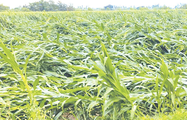 Πορίσματα εκτίμησης ζημιών από ανεμοθύελλα σε Μακρυχώρι, Μυρίνη και Πρόδρομο