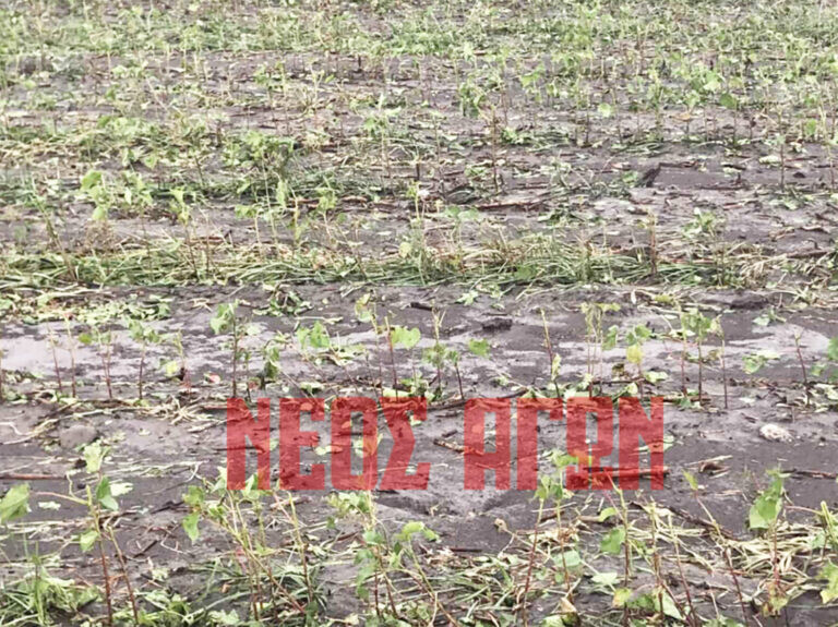 ΕΛΓΑ: Πορίσματα εκτίμησης ζημιών  σε Άγιο Θεόδωρο και Πτελοπούλα