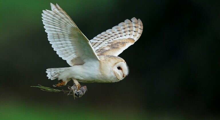 Συμμετοχή του Δήμου Σοφάδων στο πρόγραμμα ελέγχου των τρωκτικών με αρπακτικά πτηνά
