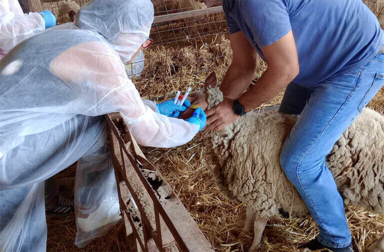 Ενεργοποιούνται οι ιδιώτες κτηνίατροι   για την αντιμετώπιση της ευλογιάς