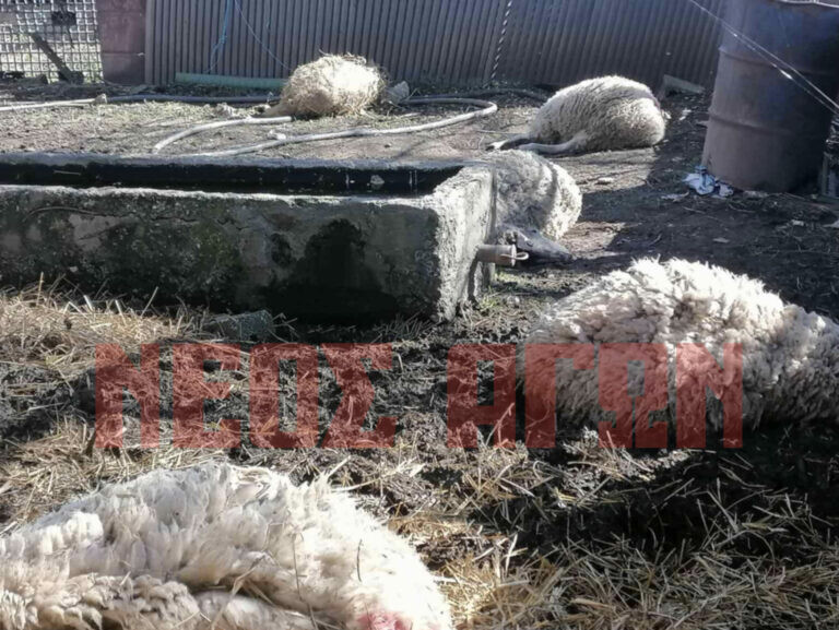 Λύκος σκότωσε πρόβατα σε ποιμνιοστάσιο στην Αγία Τριάδα του Δήμου Παλαμά (ΦΩΤΟ)