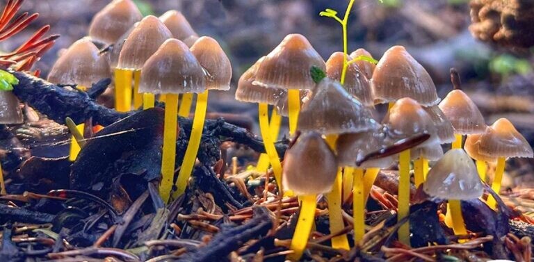 Στις 28–29 Μαρτίου στη Λίμνη Πλαστήρα η πανελλήνια γιορτή μανιταριού