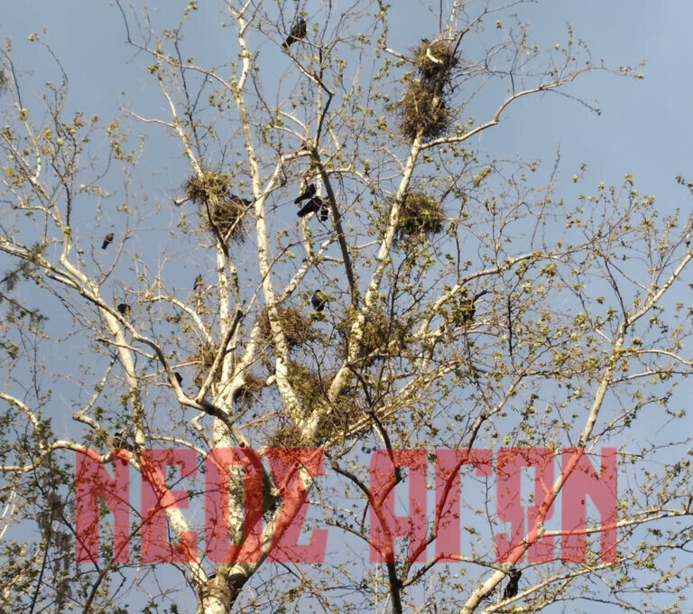 «Πράσινο φως» στη λήψη μέτρων για τα κορακοειδή στην Καρδίτσα από το Υπουργείο