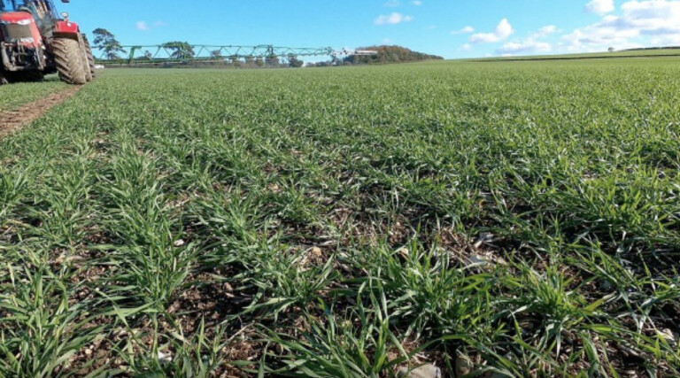 ΓΕΩΠΟΝΙΚΟΣ ΣΥΛΛΟΓΟΣ Ν. ΚΑΡΔΙΤΣΑΣ:   Ανοιξιάτικη ζιζανιοκτονία στο σιτάρι- Στρατηγικές διαχείρισης και κρίσιμα σημεία για υψηλές αποδόσεις