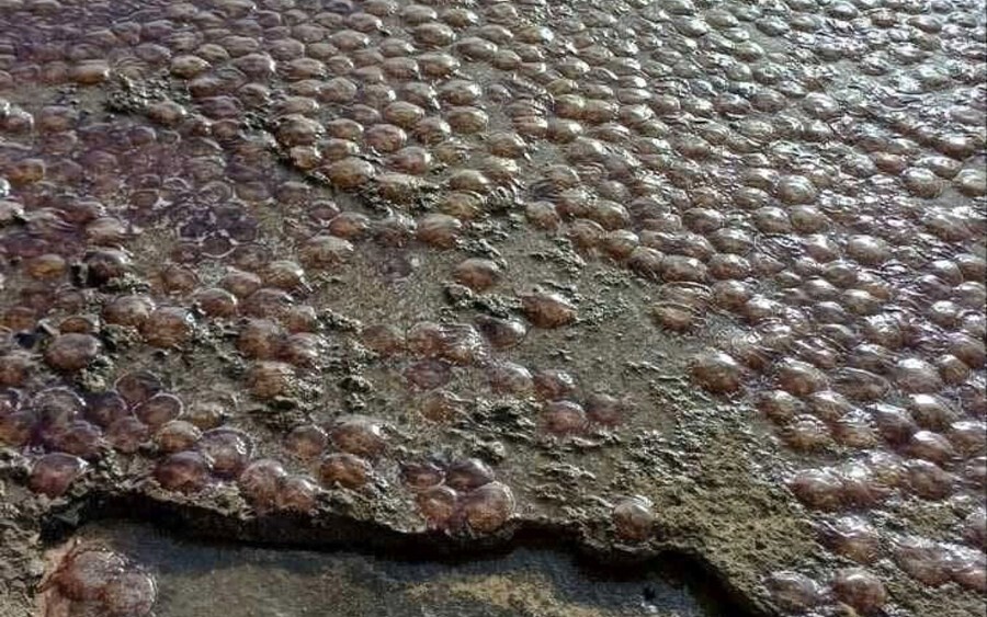 Εκατοντάδες μέδουσες ξεβράστηκαν σε παραλία της Εύβοιας