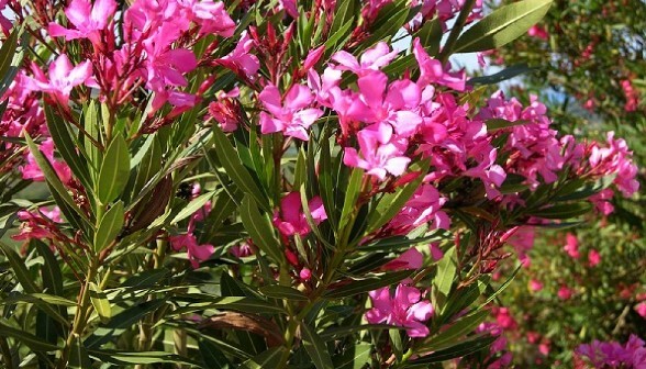 Επείγουσα εγκύκλιος – «Καμπανάκι» για τοξικό φυτό στις αυλές των σχολείων