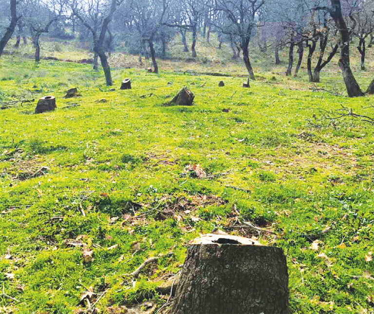 Ανεξέλεγκτη υλοτομία στην Ξηρόβρυση Λεονταρίου;