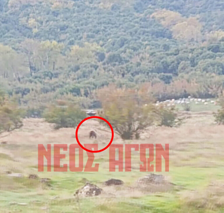 Ανασυγκρότησης της Ομάδας Άμεσης Επέμβασης για διαχείριση περαστικών προσέγγισης αρκούδων  από το Δασαρχείο Μουζακίου