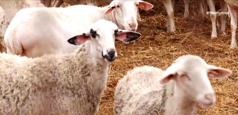 Σύλληψη βοσκού για παραβίαση μέτρων πρόληψης μετάδοσης της ευλογιάς