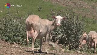 Κρούσμα αφθώδους πυρετού στην Λέσβο - ενημέρωση κτηνοτρόφων από την Περιφέρεια Θεσσαλίας