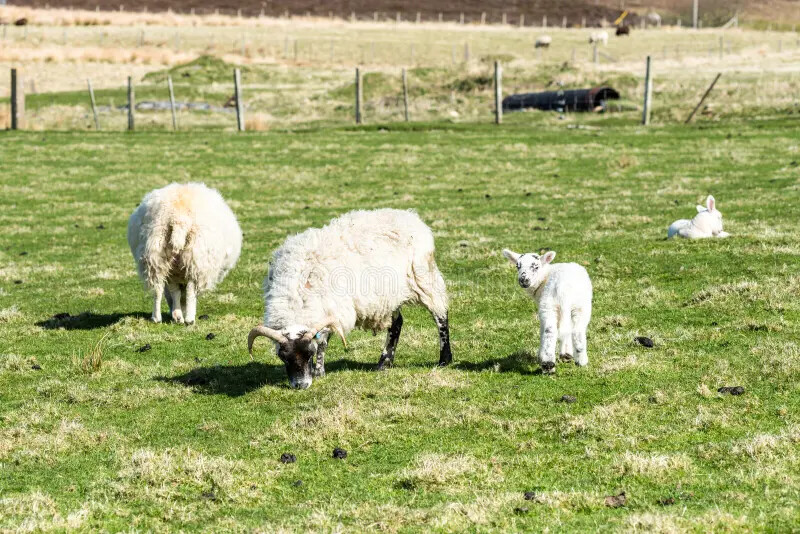 Σύλληψη στους Σοφάδες για παραβίαση των μέτρων για την ευλογιά των προβάτων