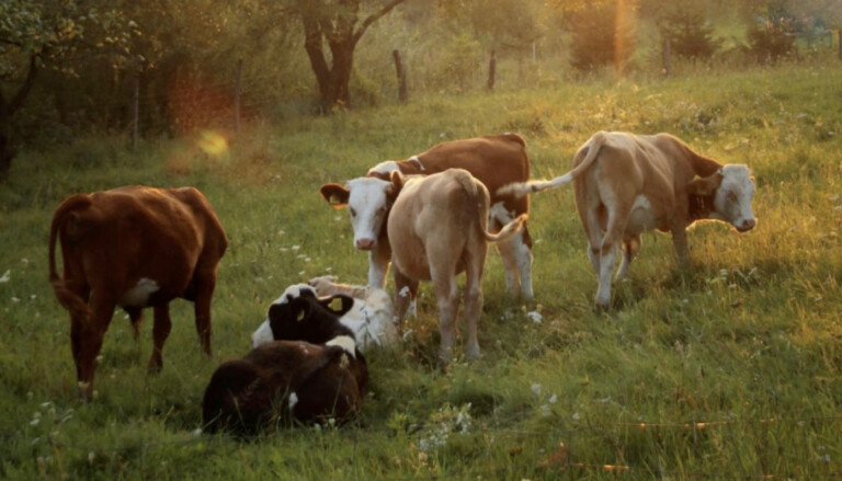 Άμεσα και αυστηρά μέτρα για τον αφθώδη πυρετό ζητούν οι κτηνοτρόφοι της Θεσσαλίας