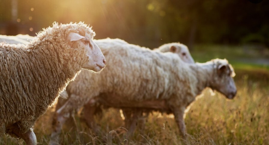 Παλαμάς: Σύλληψη για παράνομη αγορά 10 αμνών