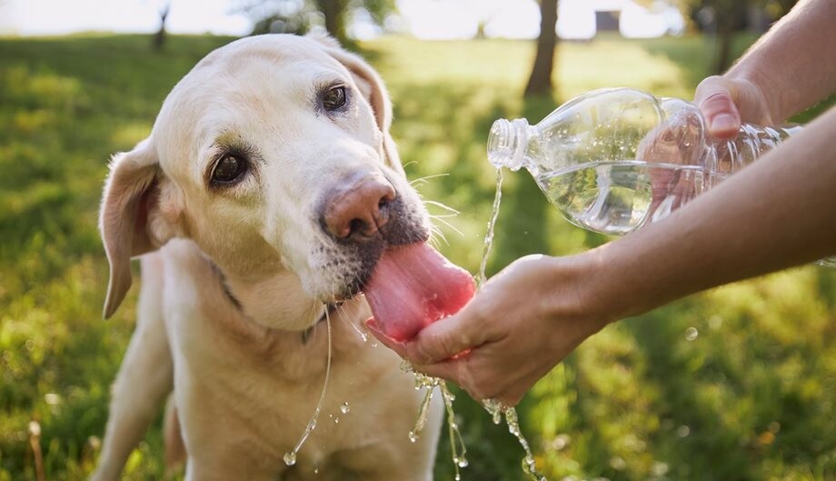 Κοινή δράση του Δήμου Καρδίτσας και του «ΔΙΑ.ΣΩΖΩ» για τα αδέσποτα ζώα