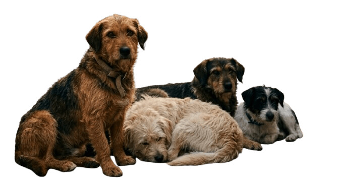 Το Σάββατο 4 Απριλίου με αφορμή την παγκόσμια ημέρα αδέσποτων ζώων  Κοινή δράση του Δήμου Καρδίτσας, του «ΔΙΑΣΩΖΩ» και του Zero Stray Pawject  για τα αδέσποτα ζώα