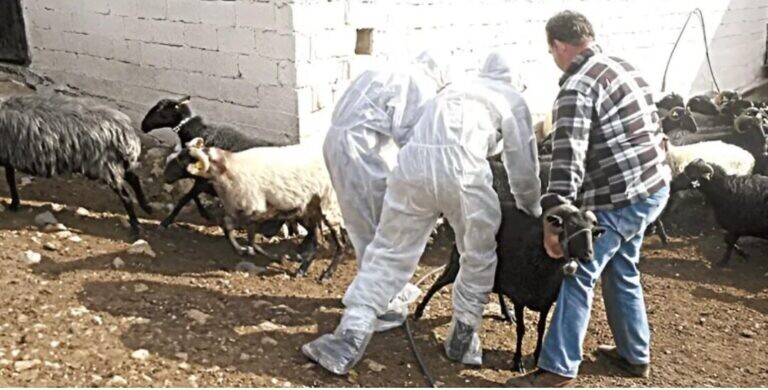Έκτακτα μέτρα για την αντιμετώπιση ζωονόσων – Επέκταση  με τροπολογία των παρεμβάσεων για την ευλογιά και στον αφθώδη πυρετό
