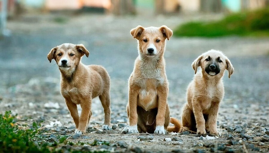Στην τελική ευθεία η προσπάθεια δημιουργίας καταφυγίου αδέσποτων ζώων
