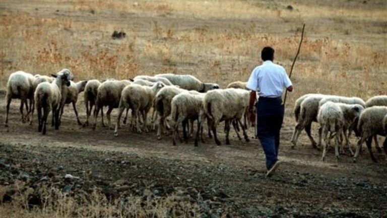 Σύλληψη βοσκού στην Αγιά για παραβίαση των μέτρων για την ευλογιά των αιγοπροβάτων