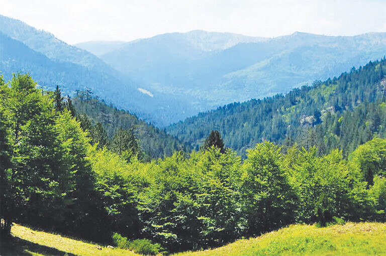 «Πράσινο» του Δασαρχείου Μουζακίου στη μελέτη έργων αντιπυρικής προστασίας