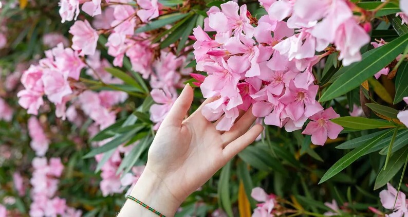 Ο ΕΟΔΥ απαντά στον «πόλεμο» της πικροδάφνης – 20 παιδιά ετησίως με δηλητηρίαση