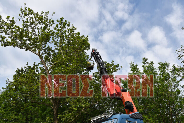 Κορακοειδή στο Παυσίλυπο: Εν αναμονή των πρώτων παρεμβάσεων, το καλοκαίρι η ιερακοθηρία