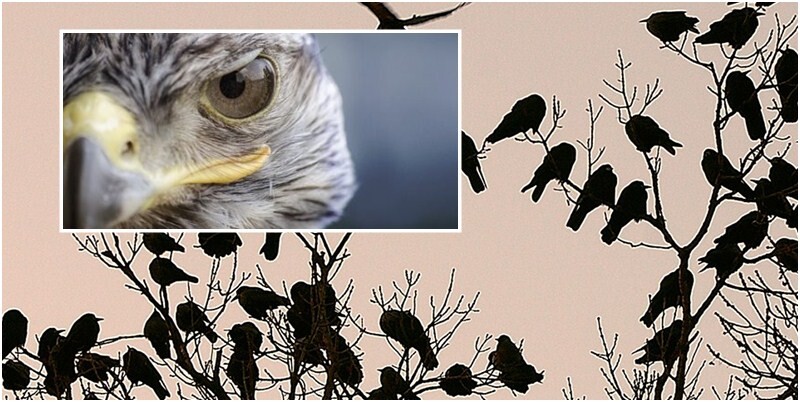 Παυσίλυπο: Αρχές καλοκαιριού μπαίνουν τα γεράκια στη μάχη κατά των κορακοειδών