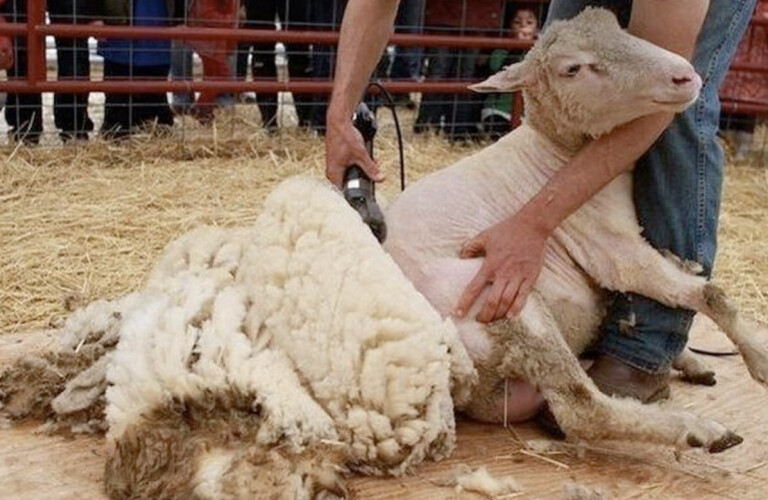 Περιφέρεια Θεσσαλίας: Τήρηση μέτρων βιοασφάλειας κατά την κουρά των ζώων και αποτροπή της διασποράς νοσημάτων