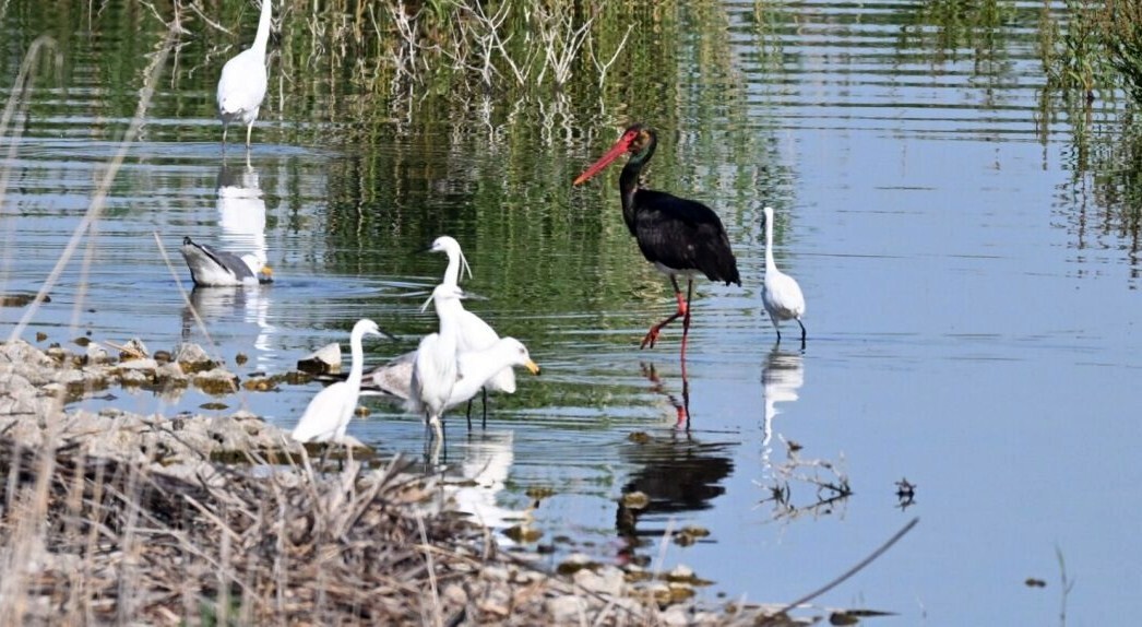 Σπάνιος μαυροπελαργός εμφανίστηκε στη Θεσσαλία