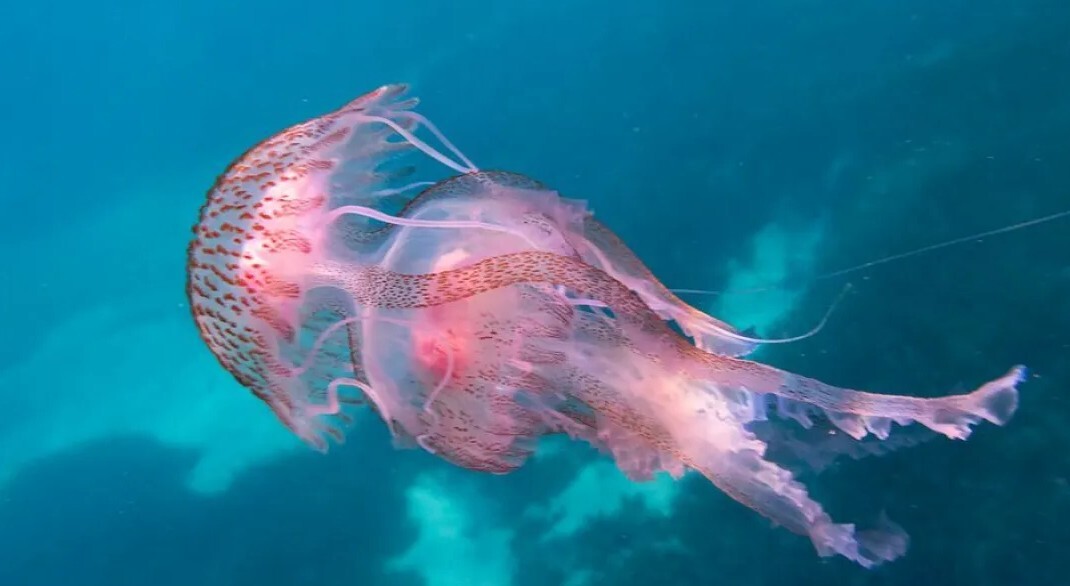 Γέμισε καφές και μωβ μέδουσες ο Ευβοϊκός