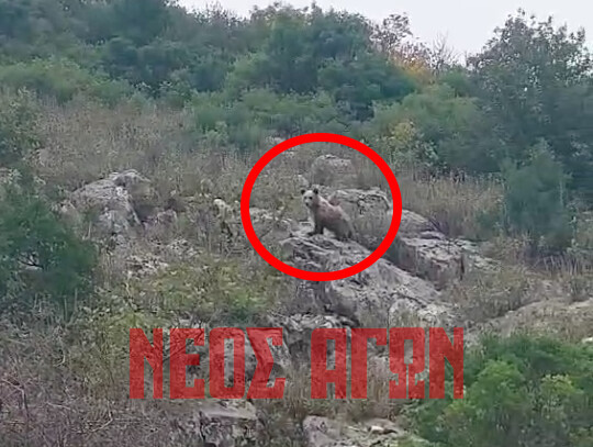 Συντονιστική Επιτροπή Διαχείρισης Κρίσεων  για περιστατικά εμφάνισης αρκούδων στην ΠΕ Καρδίτσας