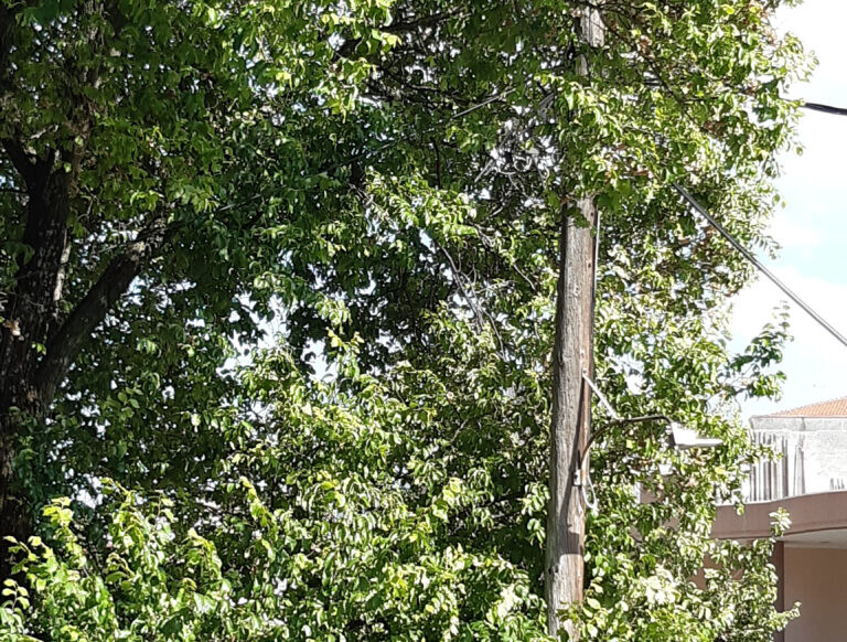 Προληπτικές κλαδεύσεις σε δένδρα δίπλα σε κολώνες