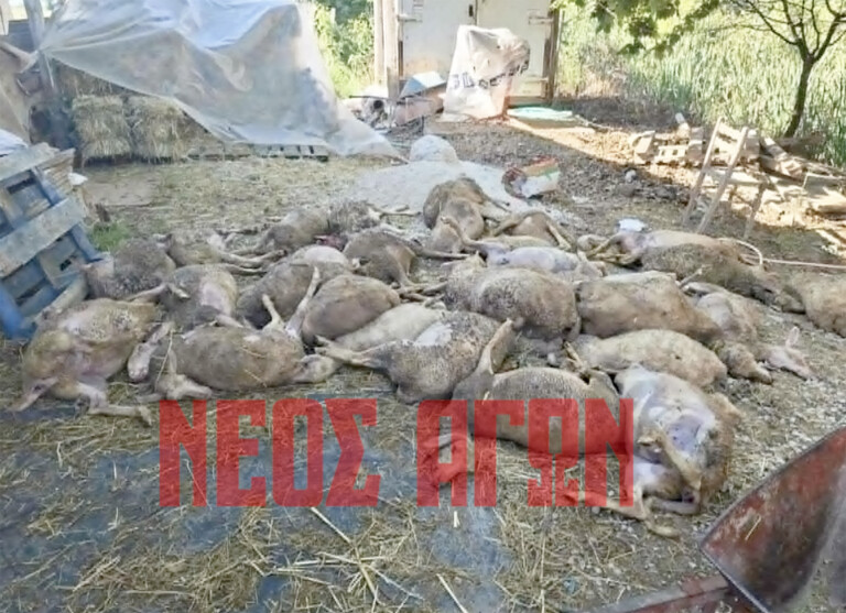 Λύκος σκότωσε και τραυμάτισε 50 πρόβατα σε μονάδα στο Ριζοβούνι (ΦΩΤΟ)