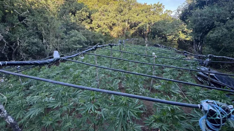 Η ΕΛΑΣ ξήλωσε τεράστια φυτεία κάνναβης με 1.383 δενδρύλλια στα Καμμένα Βούρλα
