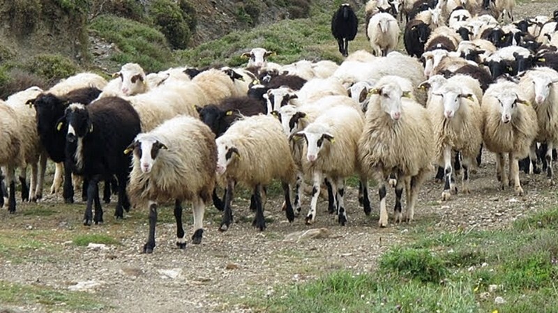 Τι προβλέπει η νέα εγκύκλιος του ΥΠΑΑΤ για τη μετακίνηση των ζώων προς τους θερινούς βοσκοτόπους