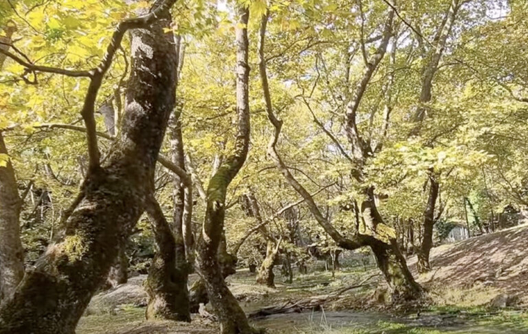 Απαγορευτικό του Δασαρχείου Μουζακίου στην υλοτομία και κλάδευση πλατάνων